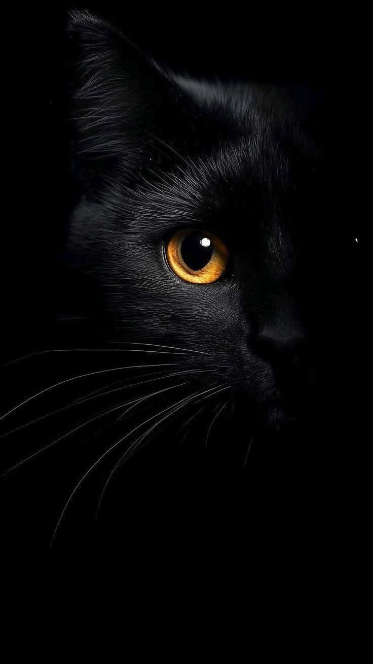 黑猫